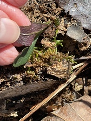Packera obovata