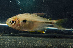 Characidae
