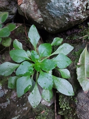 Aichryson pachycaulon subsp. parviflorum image