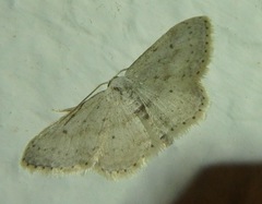 Idaea minuscularia
