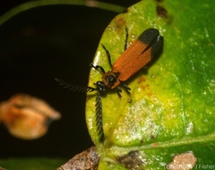 Cladophorus cinctus