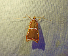 Barantola pulcherrima