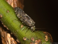 Nimbopsocus australis