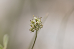 Medicago coronata