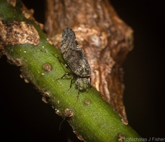 Nimbopsocus australis