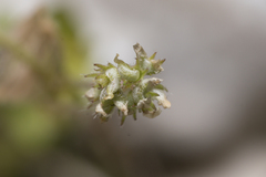 Medicago coronata