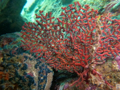 Pacifigorgia darwinii