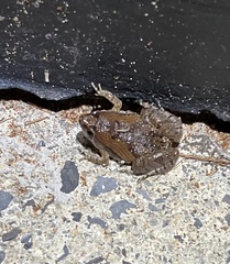 Microhyla mukhlesuri