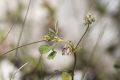 Medicago coronata