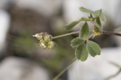 Medicago coronata