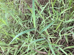 Melinis minutiflora