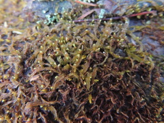 Odontoschisma denudatum