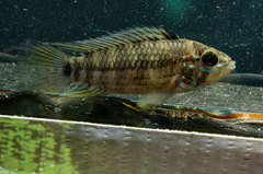 Apistogramma