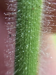 Melinis minutiflora