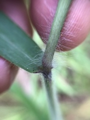 Melinis minutiflora