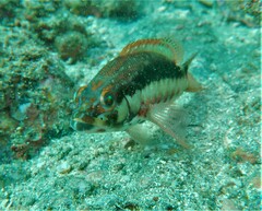 Serranus psittacinus