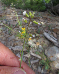 Boechera stricta