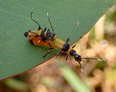 Chauliognathus imperialis