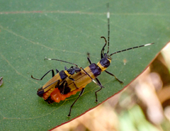 Chauliognathus imperialis