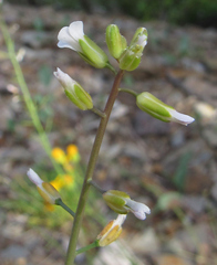 Boechera stricta