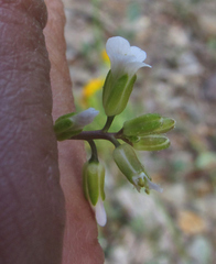 Boechera stricta