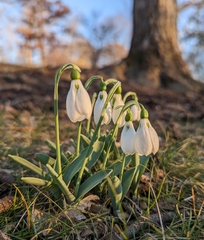 Galanthus elwesii