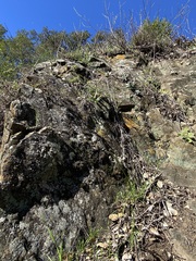 Dudleya abramsii setchellii