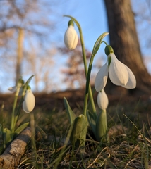 Galanthus elwesii