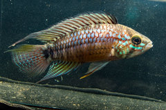 Apistogramma