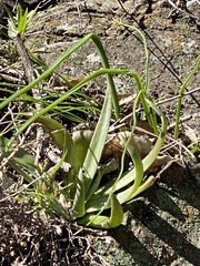 Dudleya abramsii setchellii