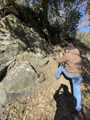 Dudleya abramsii setchellii