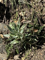 Dudleya abramsii setchellii