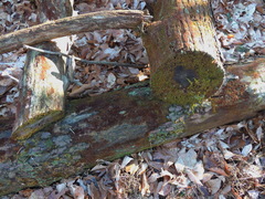 Odontoschisma denudatum