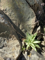 Dudleya abramsii setchellii