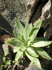 Dudleya abramsii setchellii