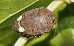 Solenosthedium bilunatum