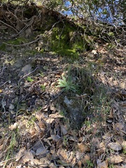 Dudleya abramsii setchellii