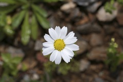 Anthemis chia