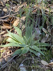 Dudleya abramsii setchellii