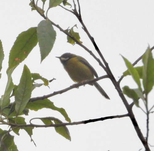 Black-throated Apalis (Apalis jacksoni), photo 6