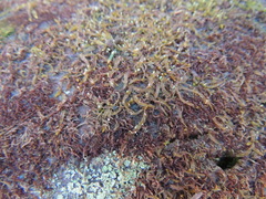 Odontoschisma denudatum