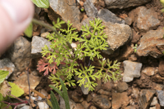 Anthemis chia