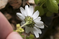 Anthemis chia