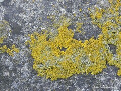 Xanthoria aureola
