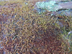 Odontoschisma denudatum