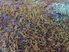 Odontoschisma denudatum