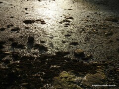 Chroicocephalus ridibundus