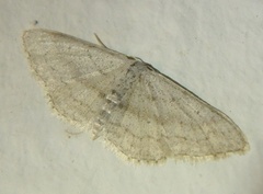 Idaea minuscularia