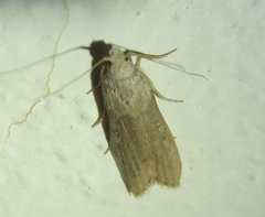 Lamoria anella