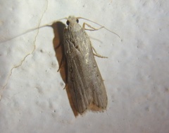 Lamoria anella